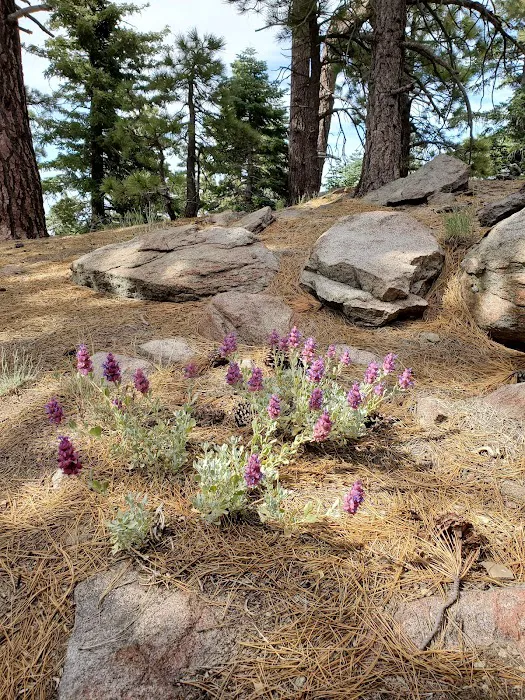 Yellow post Picture 4