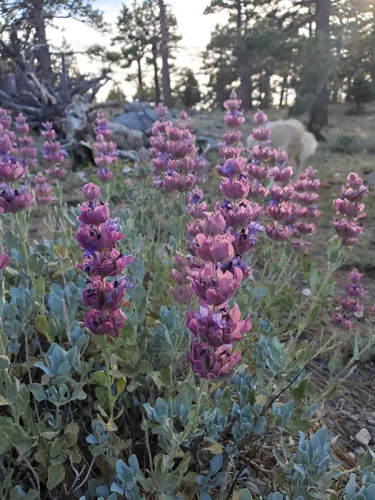 Yellow post Picture 2