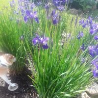 McKinley Mobile Home Park ico