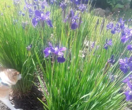 McKinley Mobile Home Park