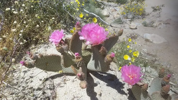 Vern Whitaker Horse Camp Picture 8