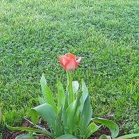 Goods Mobile Home Park ico