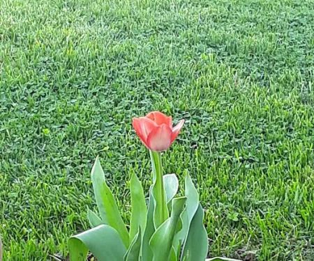 Goods Mobile Home Park