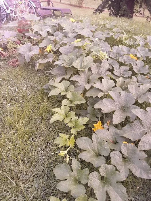 Goods Mobile Home Park Picture 7