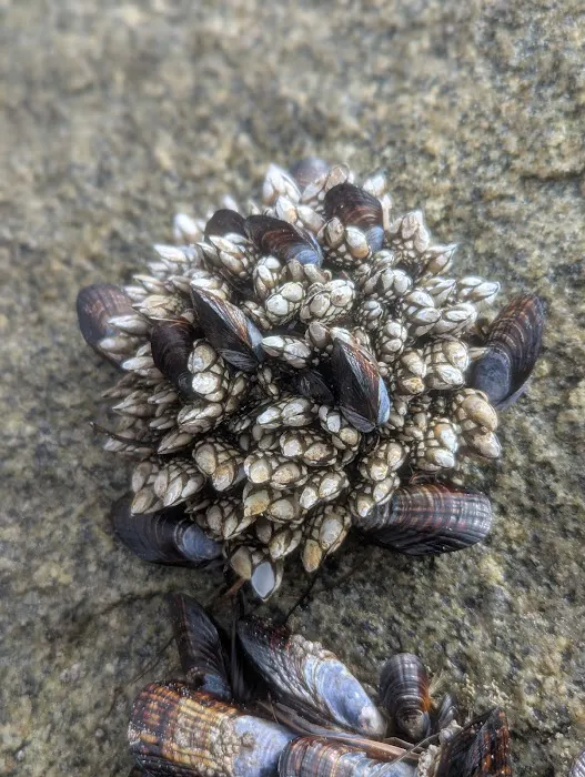 Camp Pendleton Del Mar Beach & MarinaCottages Picture 10