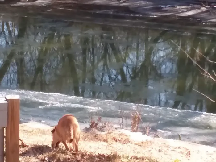 Mad Mama's River Run Campground Picture 8