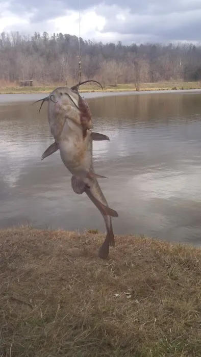 Mad Mama's River Run Campground Picture 4