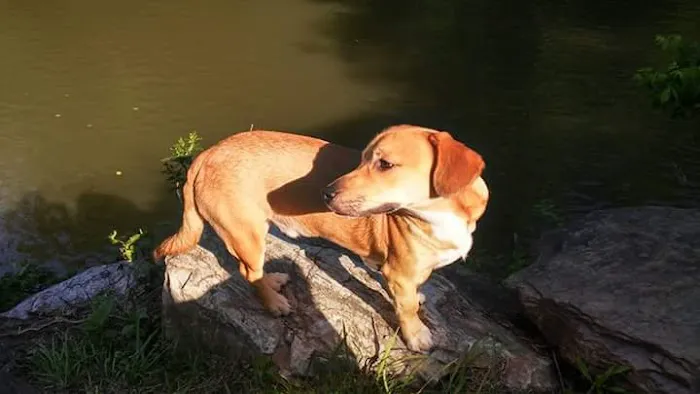 Mad Mama's River Run Campground Picture 2