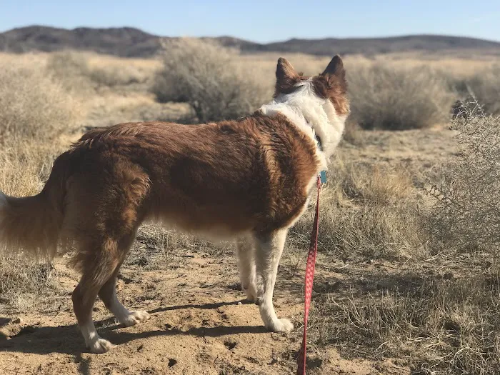 North Joshua Tree BLM Picture 9