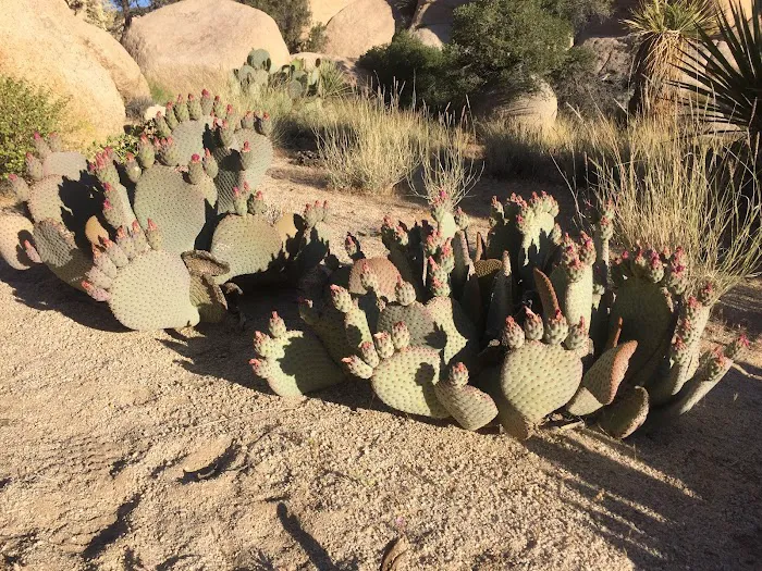 Indian Cove Campground Picture 6