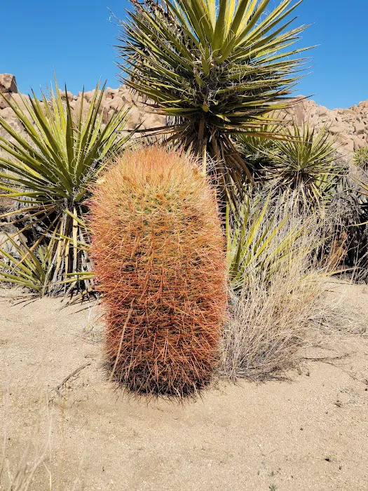 Indian Cove Campground Picture 8