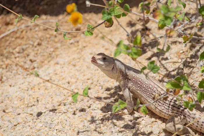 Indian Cove Campground Picture 4