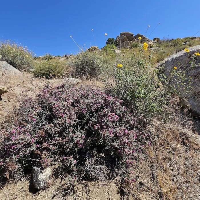 Culp Valley Primitive Campground Picture 7