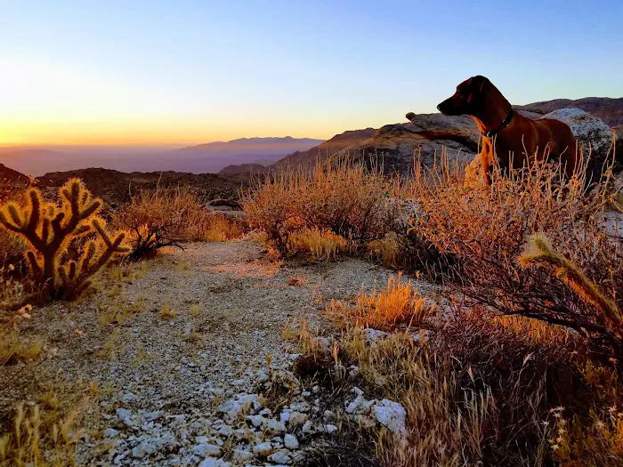 Culp Valley Primitive Campground Picture 10