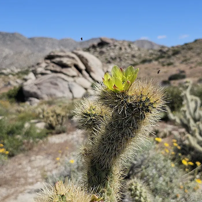 Culp Valley Primitive Campground Picture 2