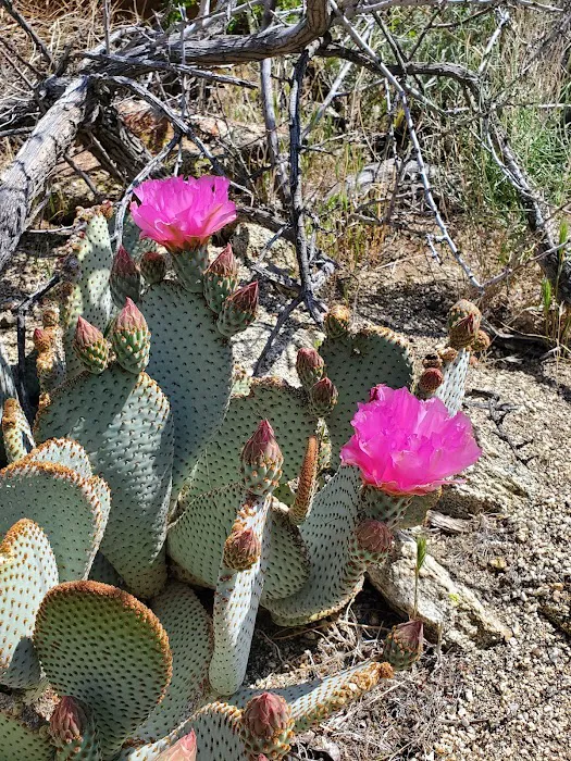 Paroli Homesite Campground Picture 4