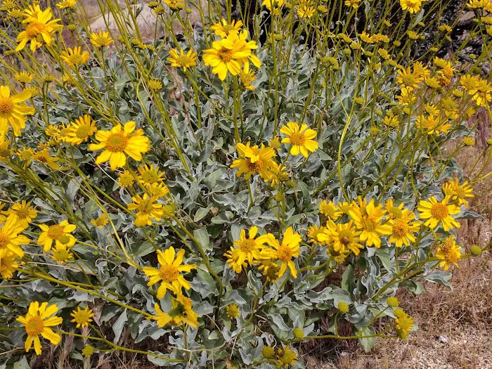 Paroli Homesite Campground Picture 7