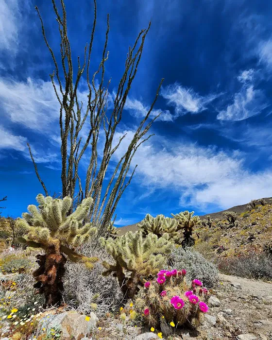 Anza-Borrego State Park Campground Picture 4