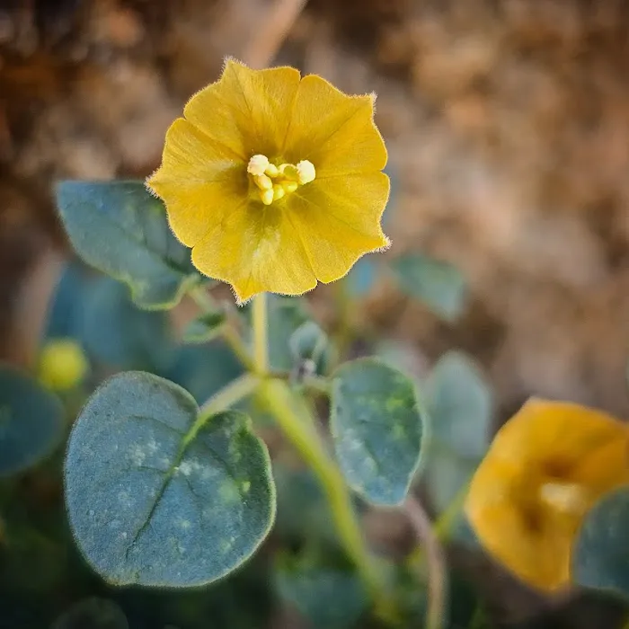Anza-Borrego State Park Campground Picture 3
