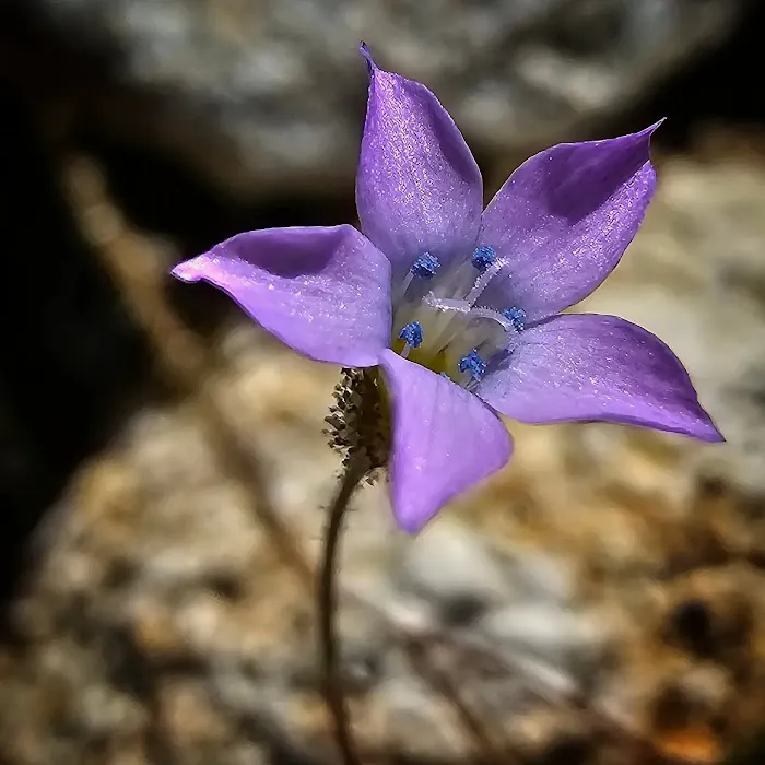 Anza-Borrego State Park Campground Picture 5