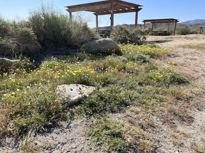 Borrego Palm Canyon Campground Picture 3