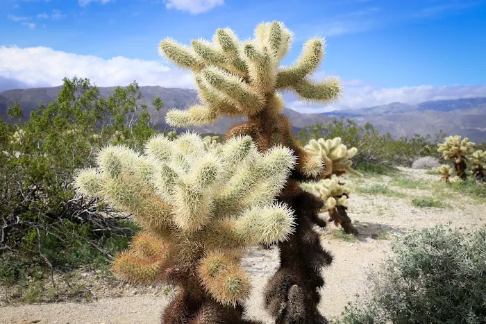 Borrego Palm Canyon Campground Picture 2