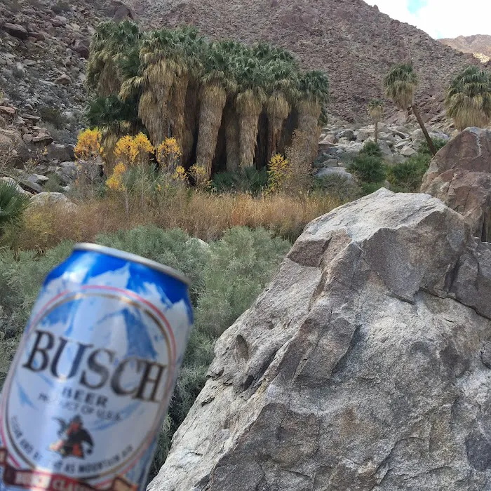 Borrego Palm Canyon Campground Picture 10