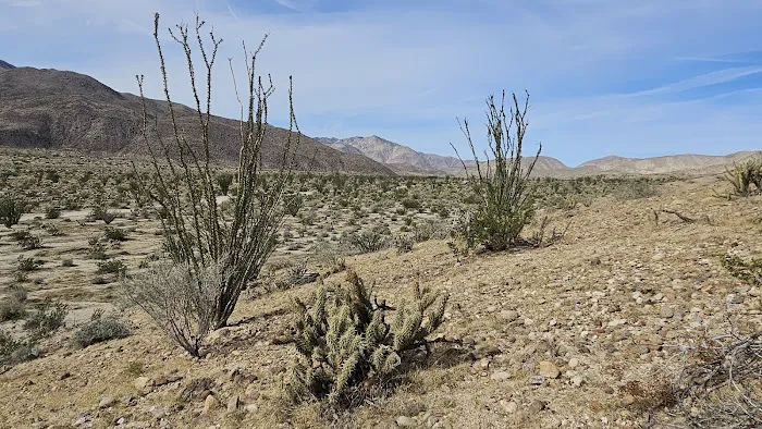Coyote Canyon campsite Picture 4