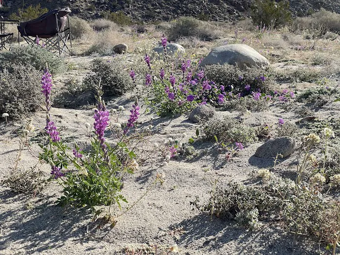 Coyote Canyon campsite Picture 8