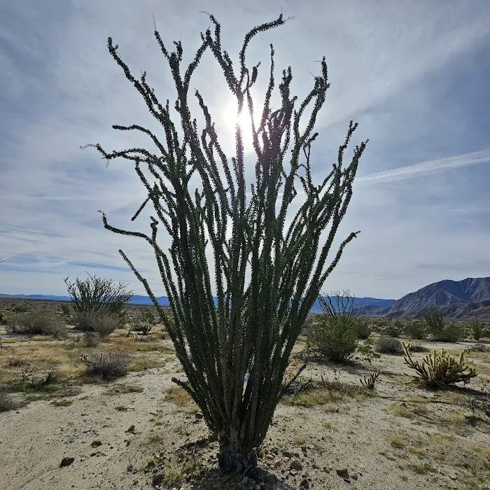 Coyote Canyon campsite Picture 5