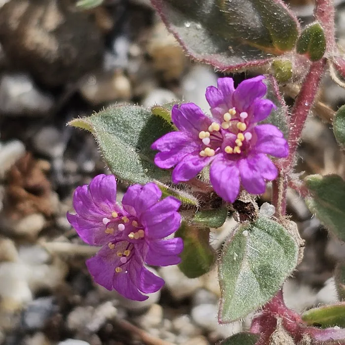 Coyote Canyon campsite Picture 9