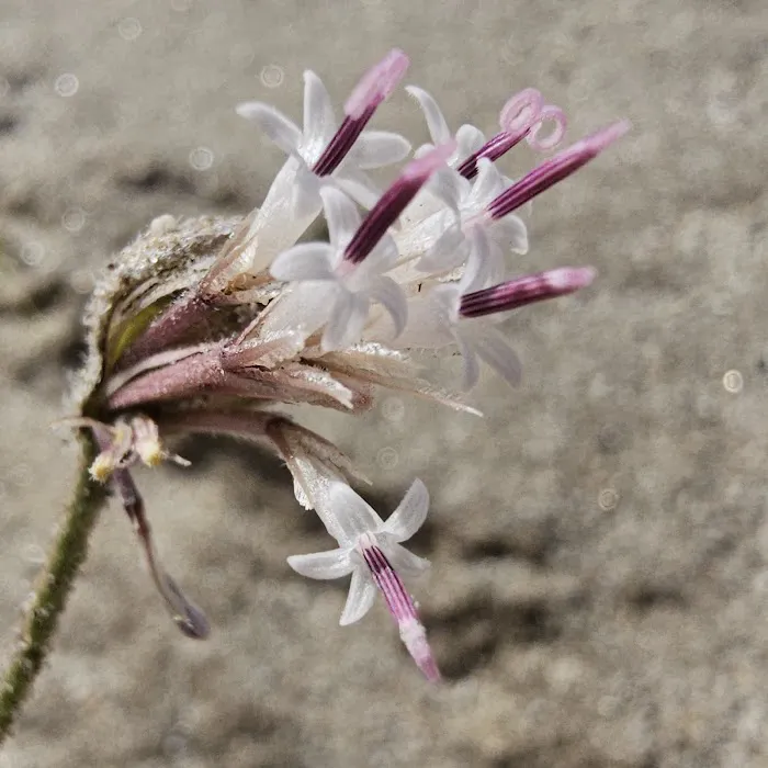 Coyote Canyon campsite Picture 10