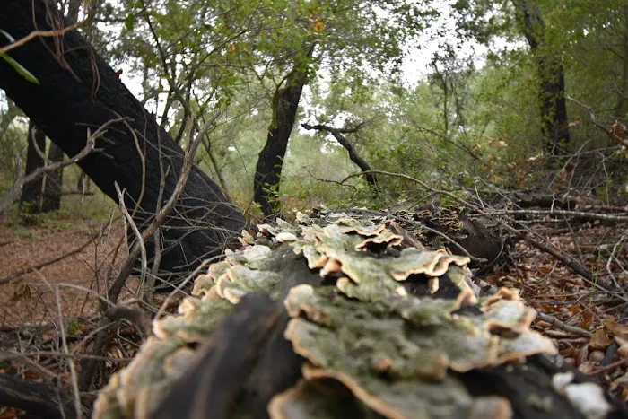 Oakoasis County Preserve Campsite Picture 1