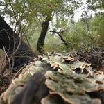 Oakoasis County Preserve Campsite