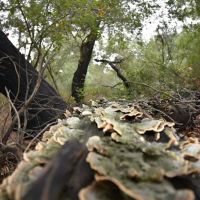 Oakoasis County Preserve Campsite ico