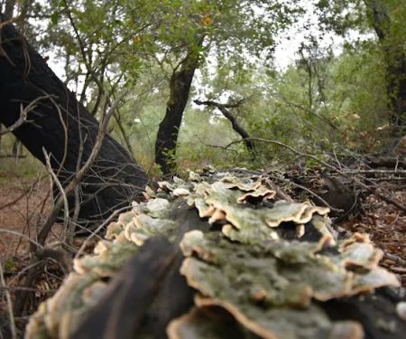 Oakoasis County Preserve Campsite
