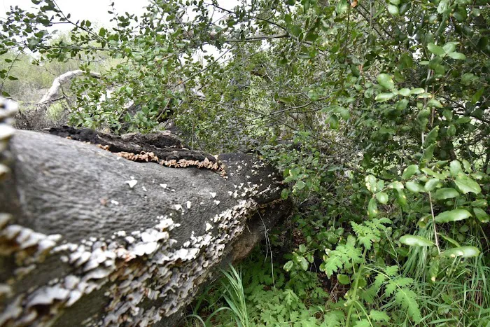 Oakoasis County Preserve Campsite Picture 2