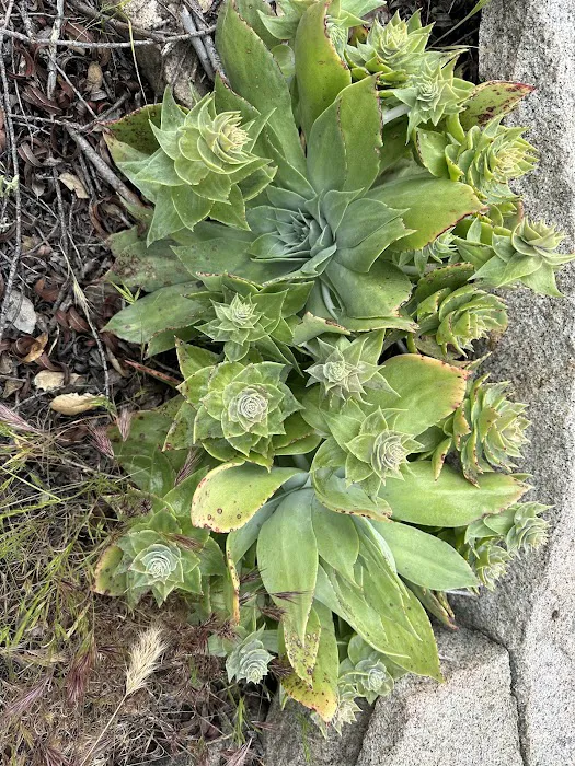 Oakoasis County Preserve Campsite Picture 7
