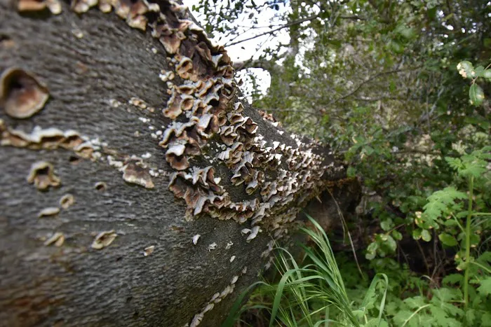 Oakoasis County Preserve Campsite Picture 3