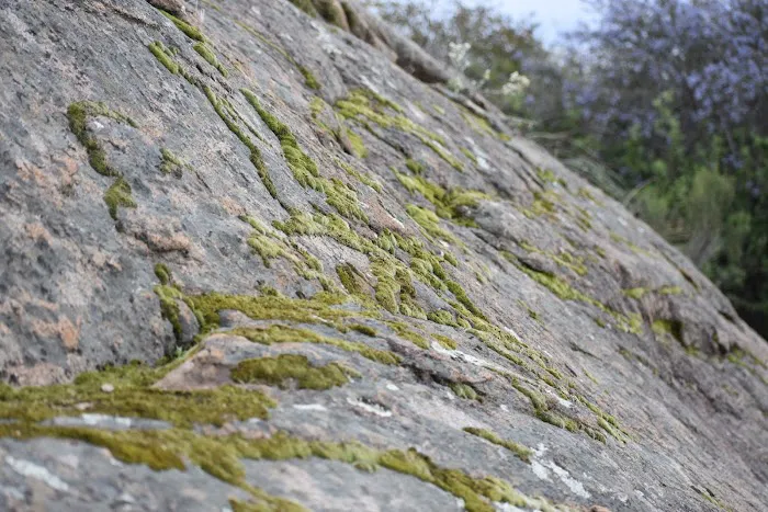 Oakoasis County Preserve Campsite Picture 6