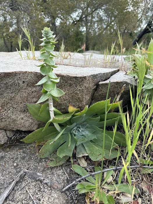 Oakoasis County Preserve Campsite Picture 8