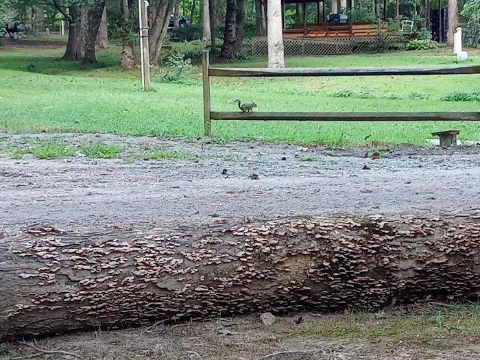 Blue Ridge Travel Park Picture 8