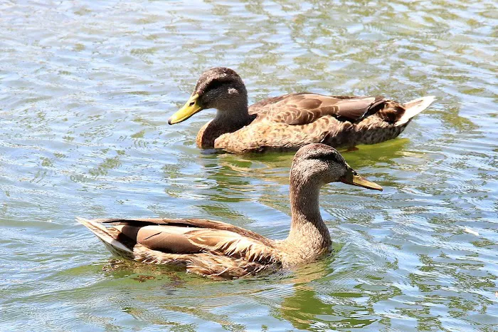 Santee Lakes Campground Picture 8