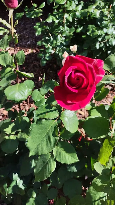 el Cajon Elks Picture 5