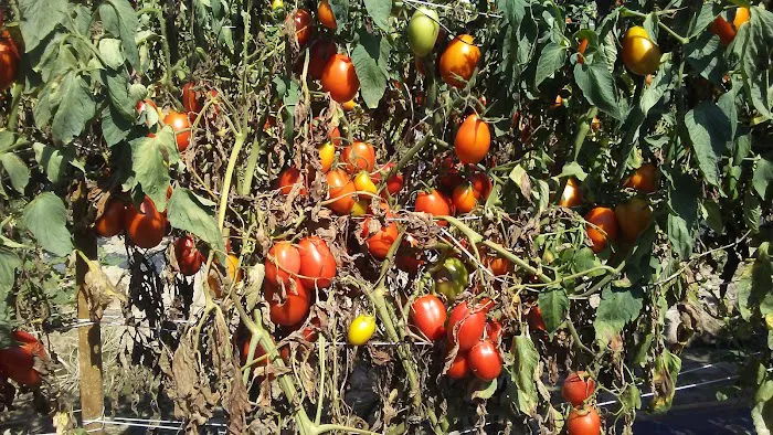 Presley's Mobile Village Picture 2