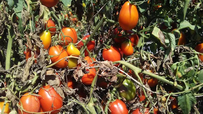 Presley's Mobile Village Picture 1