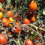 Presley's Mobile Village