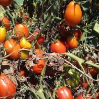 Presley's Mobile Village ico