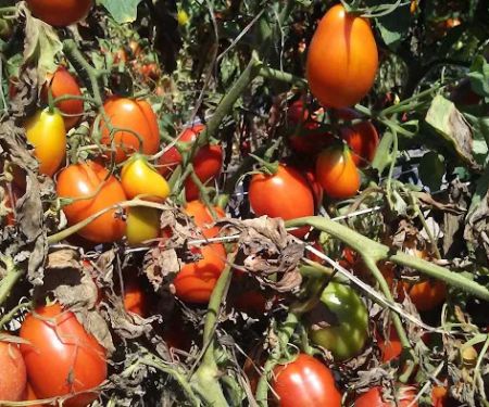 Presley's Mobile Village