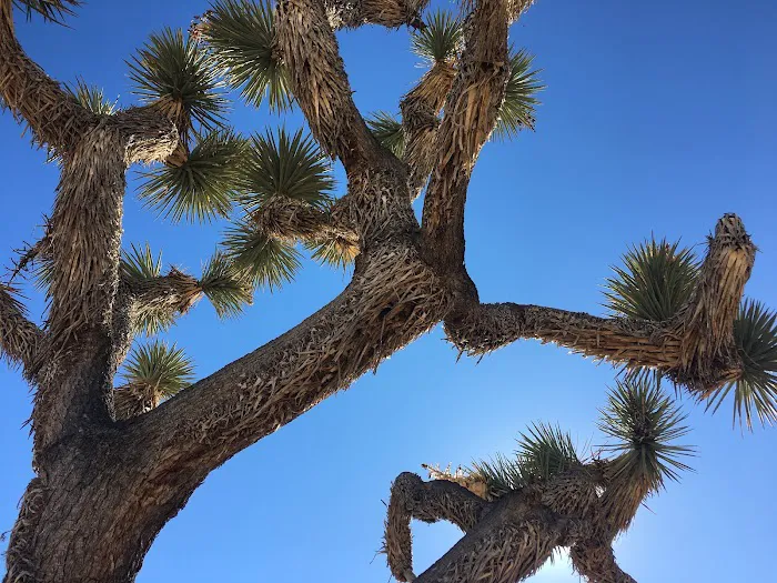 Juniper Flats Backcountry Picture 8